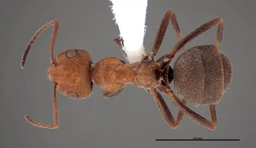 Formica planipilis - FMNHINS0000062707