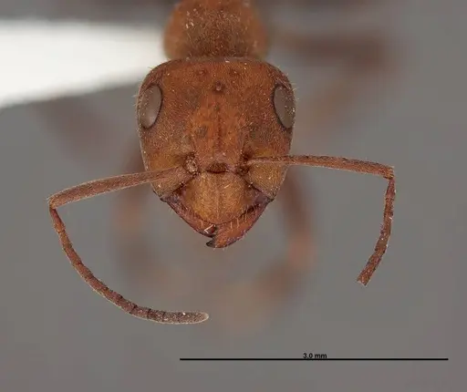 Formica planipilis - FMNHINS0000062707