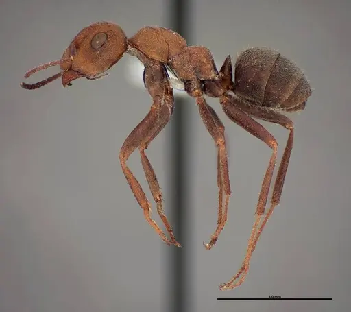 Formica planipilis - FMNHINS0000062707