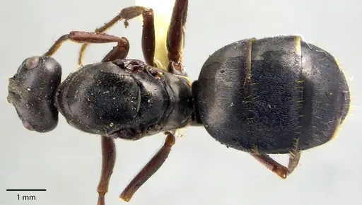 Formica podzolica specimen