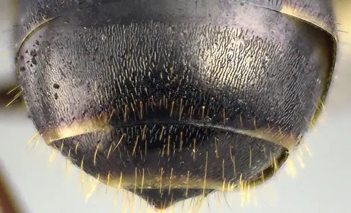 Formica podzolica specimen