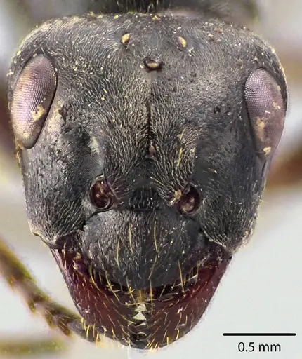 Formica podzolica specimen