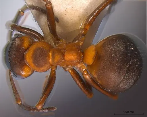 Formica polyctena specimen