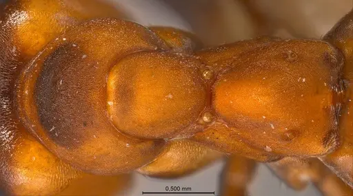 Formica polyctena specimen