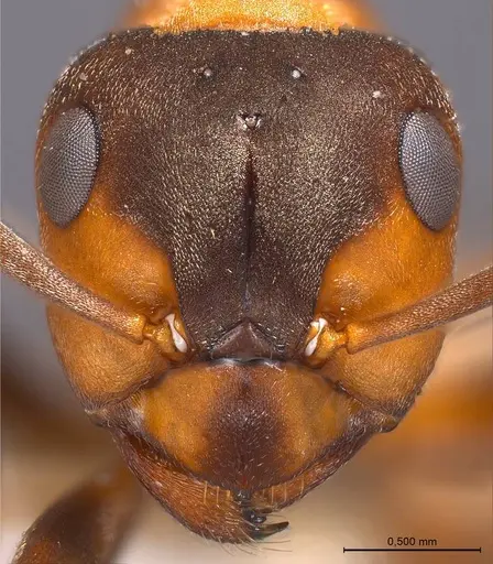 Formica polyctena specimen
