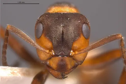 Formica polyctena - ANTWEB1008389