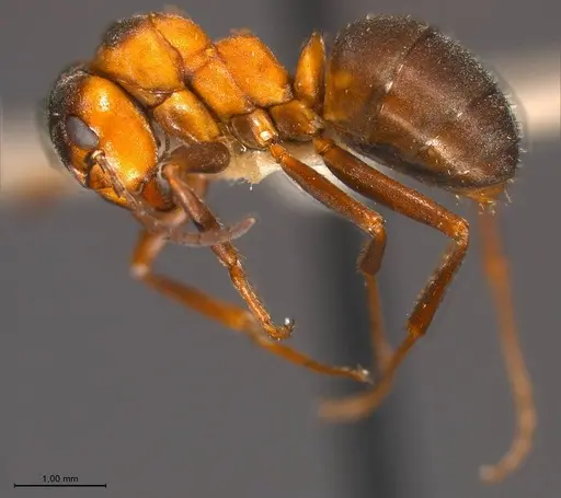 Formica polyctena - ANTWEB1008389