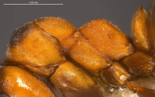 Formica polyctena - ANTWEB1008389