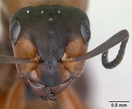 Formica polyctena - CASENT0173642