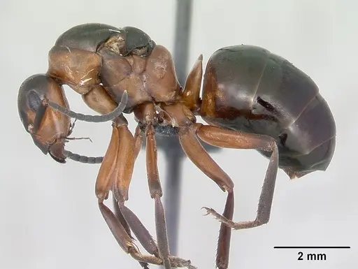 Formica polyctena - CASENT0173642
