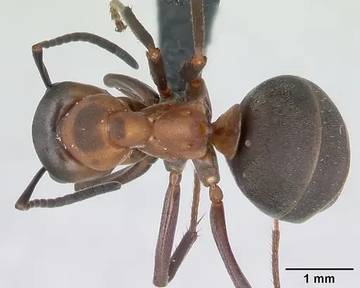 Formica polyctena - CASENT0173865