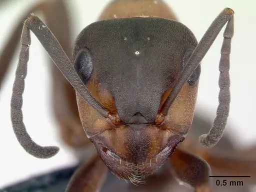 Formica polyctena - CASENT0173865
