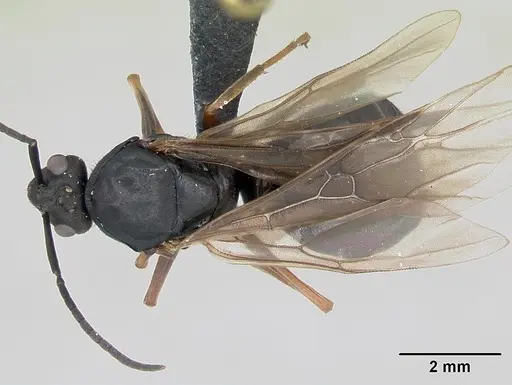 Formica polyctena - CASENT0173866