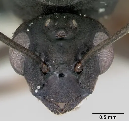 Formica polyctena - CASENT0173866