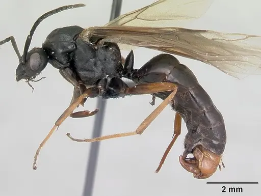 Formica polyctena - CASENT0173866