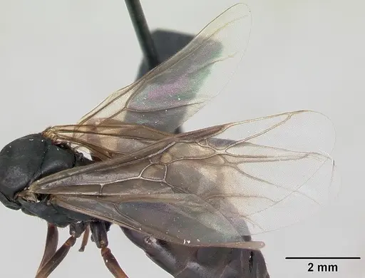 Formica polyctena - CASENT0173866