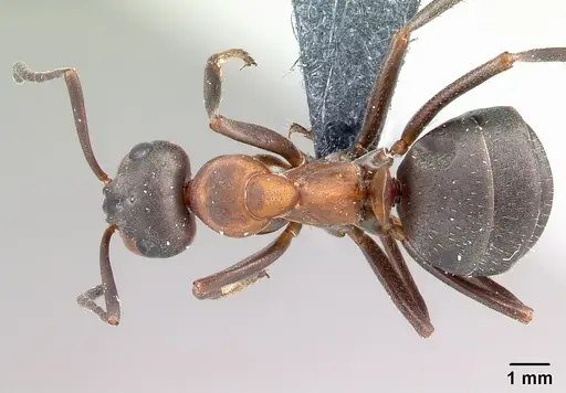 Formica polyctena - CASENT0179911