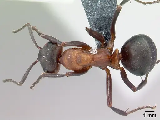 Formica polyctena - CASENT0179912