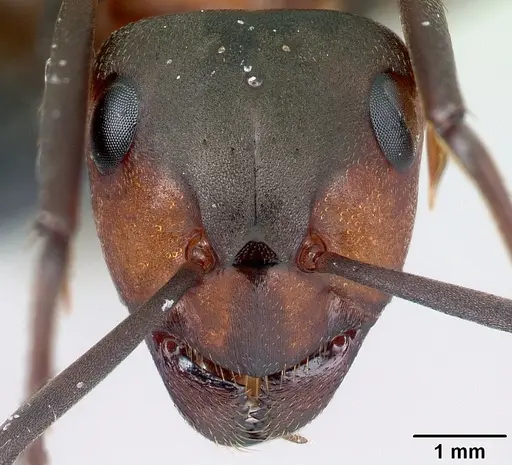 Formica polyctena - CASENT0179912