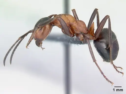 Formica polyctena - CASENT0179912