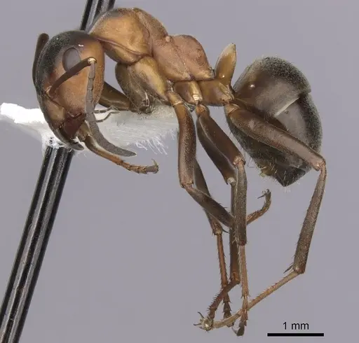 Formica polyctena - CASENT0280408