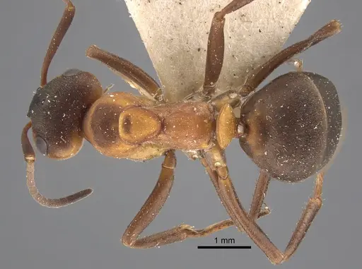 Formica polyctena - CASENT0917340