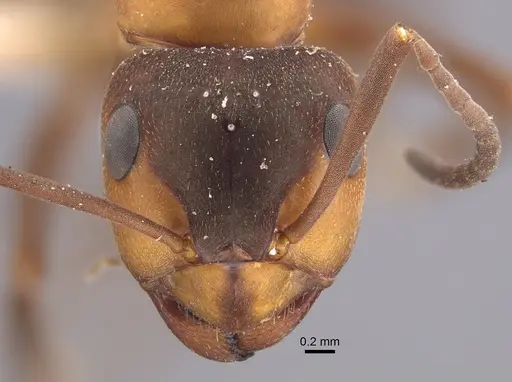 Formica polyctena - CASENT0917340