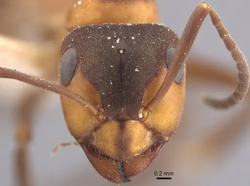 Formica polyctena - CASENT0917340