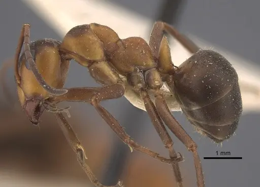 Formica polyctena - CASENT0917340