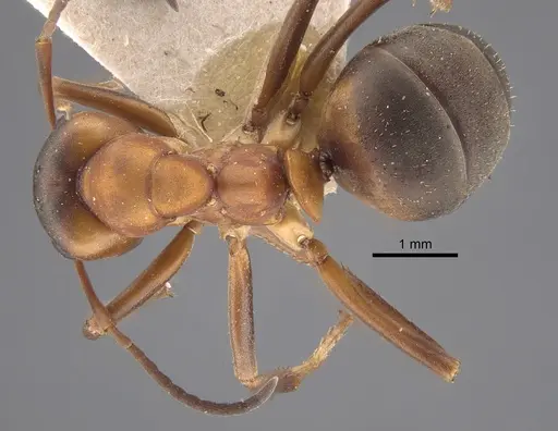 Formica polyctena - CASENT0917341