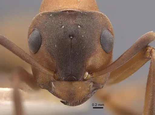 Formica polyctena - CASENT0917341