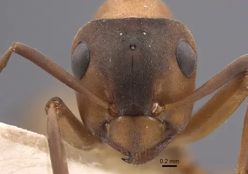 Formica polyctena - CASENT0917341