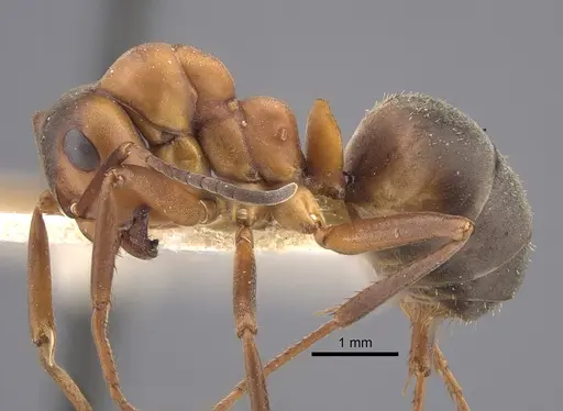 Formica polyctena - CASENT0917341