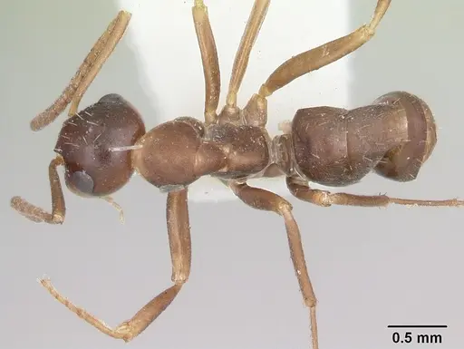 Formica postoculata specimen
