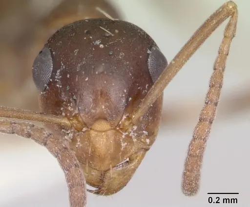 Formica postoculata specimen