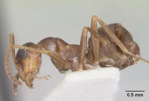 Formica postoculata specimen