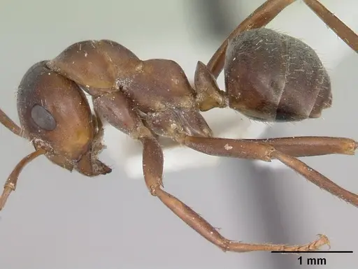 Formica postoculata - CASENT0105757