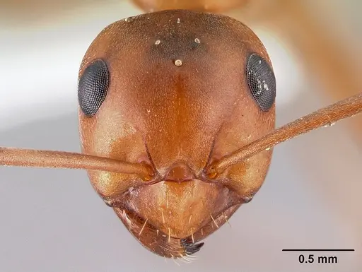 Formica postoculata - CASENT0179610