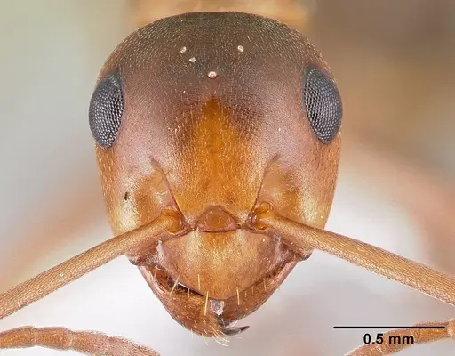 Formica postoculata - CASENT0179614