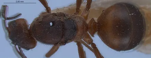Formica pratensis specimen