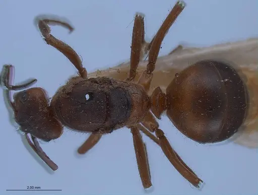 Formica pratensis specimen