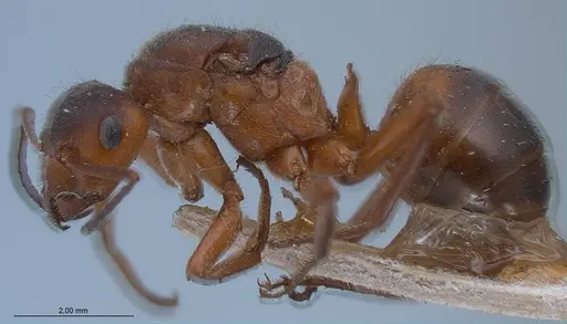 Formica pratensis - ANTWEB1008390