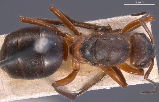 Formica pratensis - ANTWEB1008391
