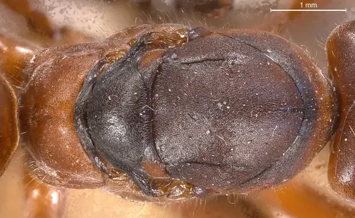 Formica pratensis - ANTWEB1008391