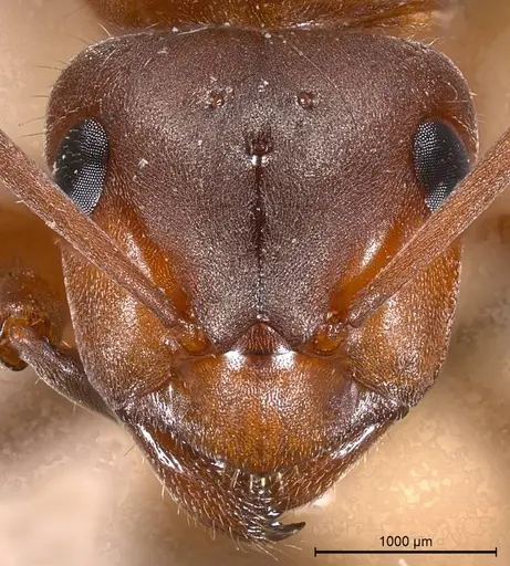 Formica pratensis - ANTWEB1008391