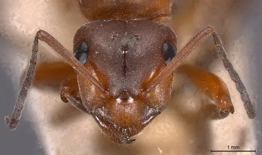 Formica pratensis - ANTWEB1008391