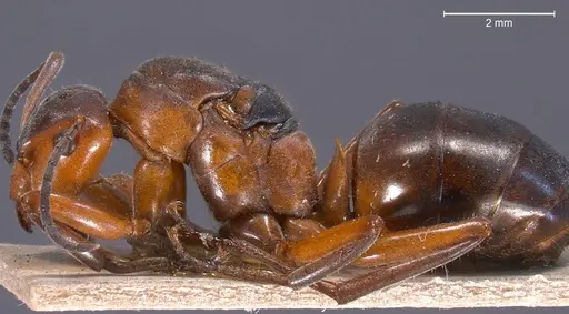 Formica pratensis - ANTWEB1008391