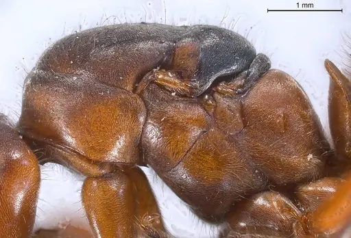 Formica pratensis - ANTWEB1008391