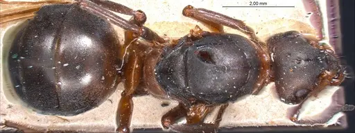 Formica pratensis - ANTWEB1008401