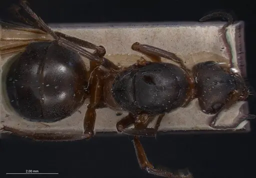 Formica pratensis - ANTWEB1008401